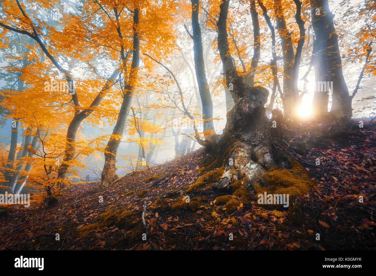Magica vecchio albero con raggi di sole del mattino. Foresta di sorprendente nella nebbia. Paesaggio colorato con foggy forest, oro la luce solare, arancio fogliame di sunrise. Foto Stock