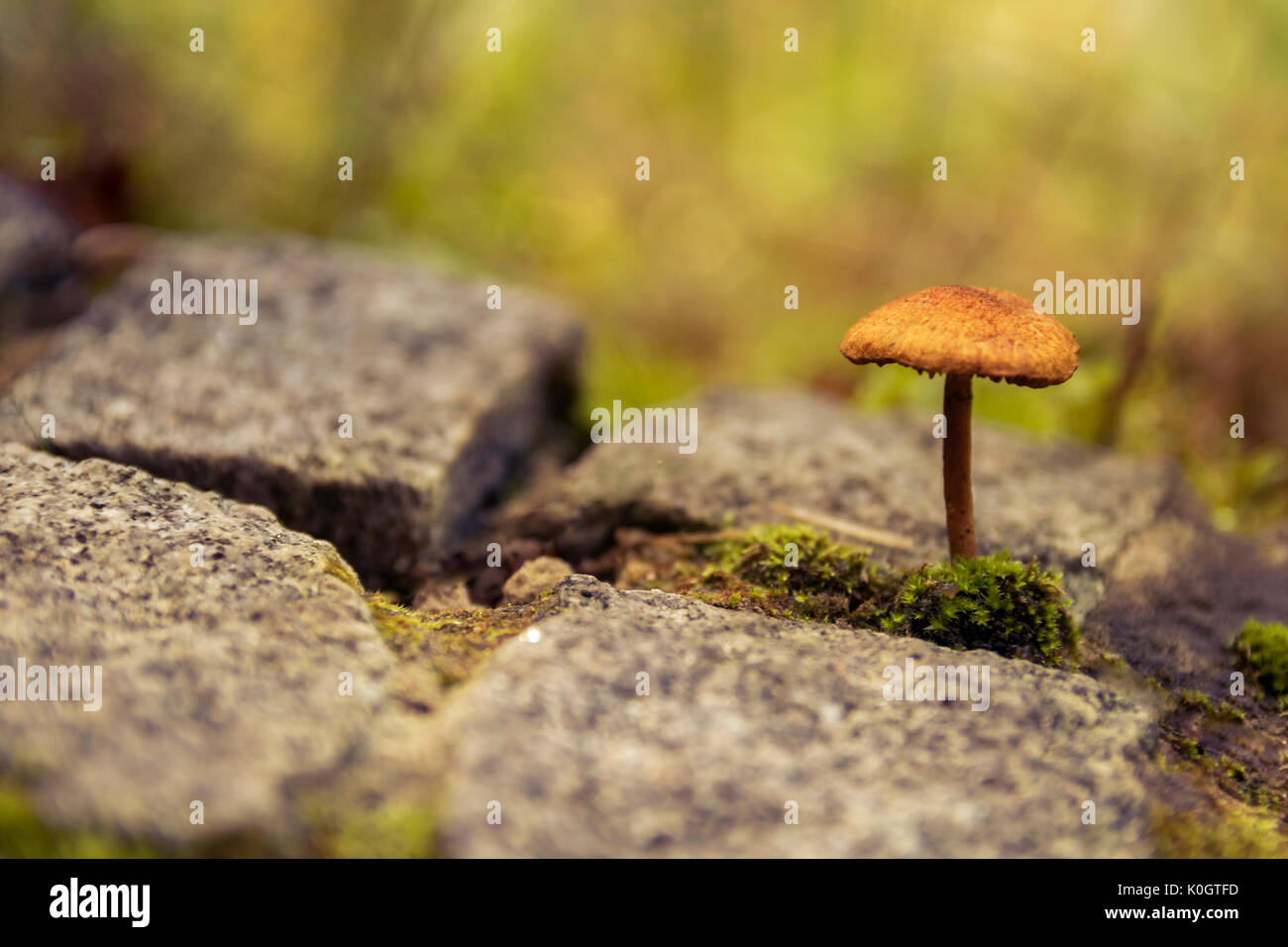 Fungo singolo su un sentiero lastricato Foto Stock