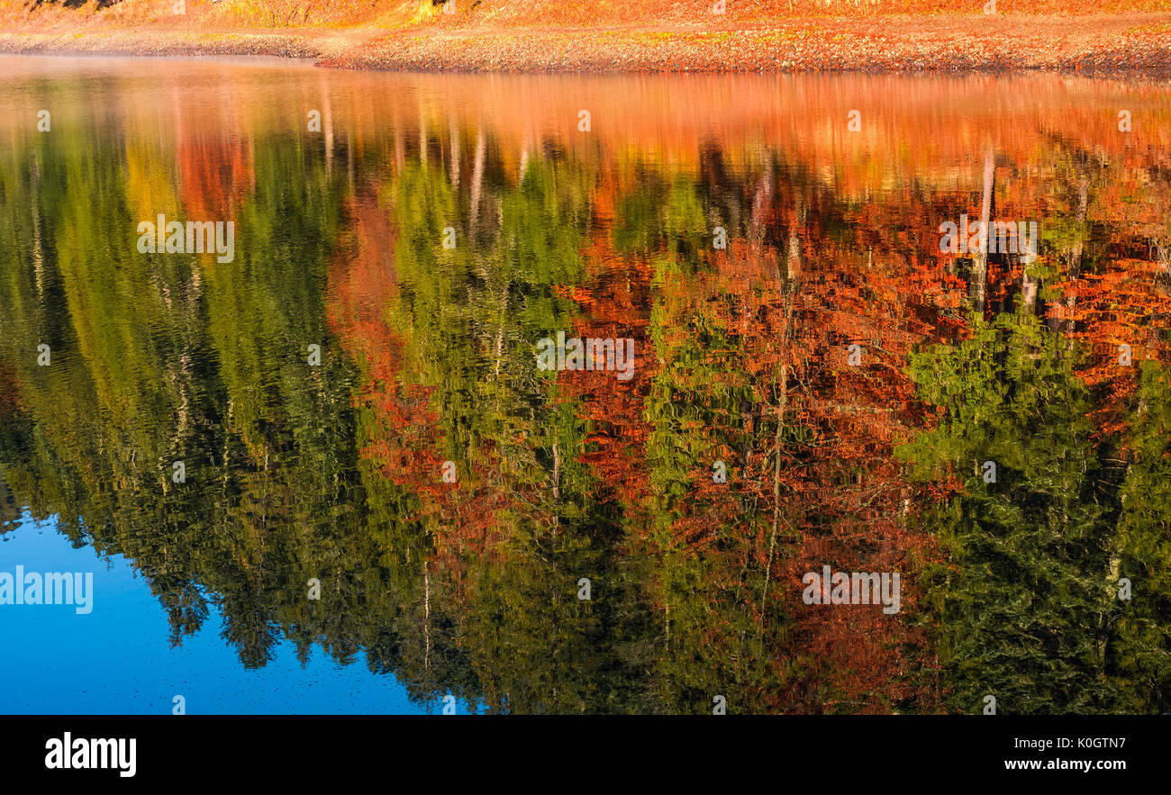 Bosco autunnale riflessione nel lago. bella e vivace sfondo con foglie colorate e texture astratta Foto Stock