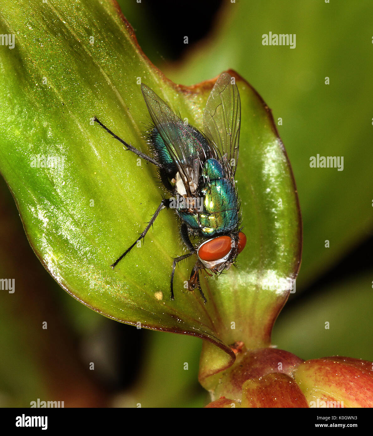 Greenbottle mosca carnaria sulla foglia. Foto Stock