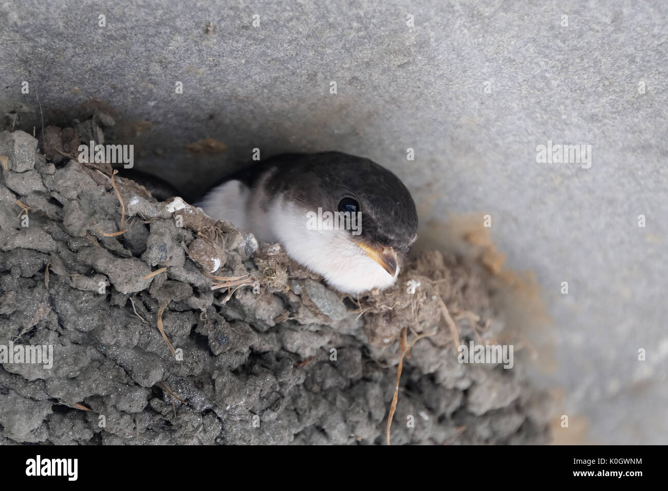 Casa martin pulcini nel nido di fango sul muro di casa. Foto Stock