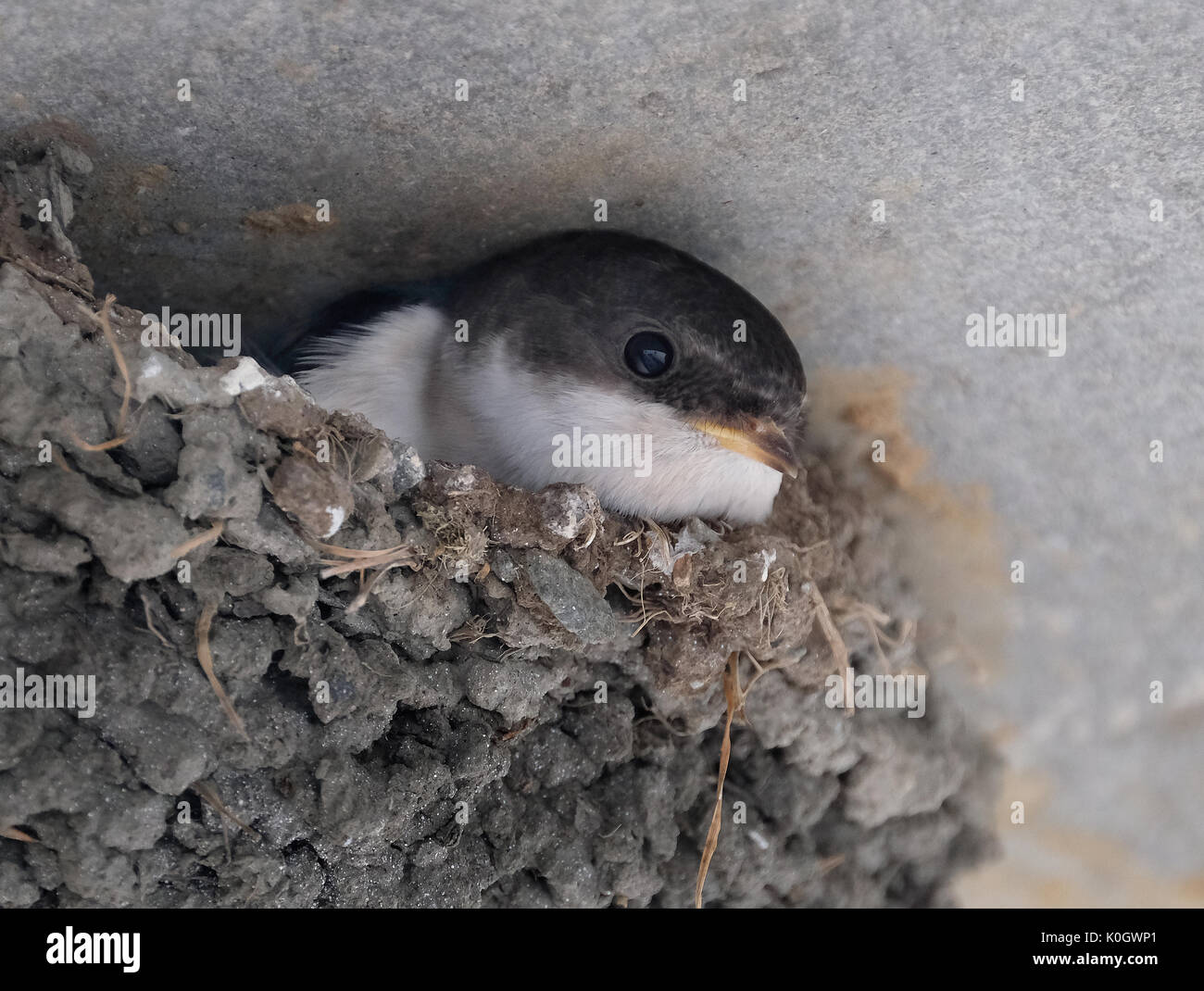 Casa martin pulcini nel nido di fango sul muro di casa. Foto Stock