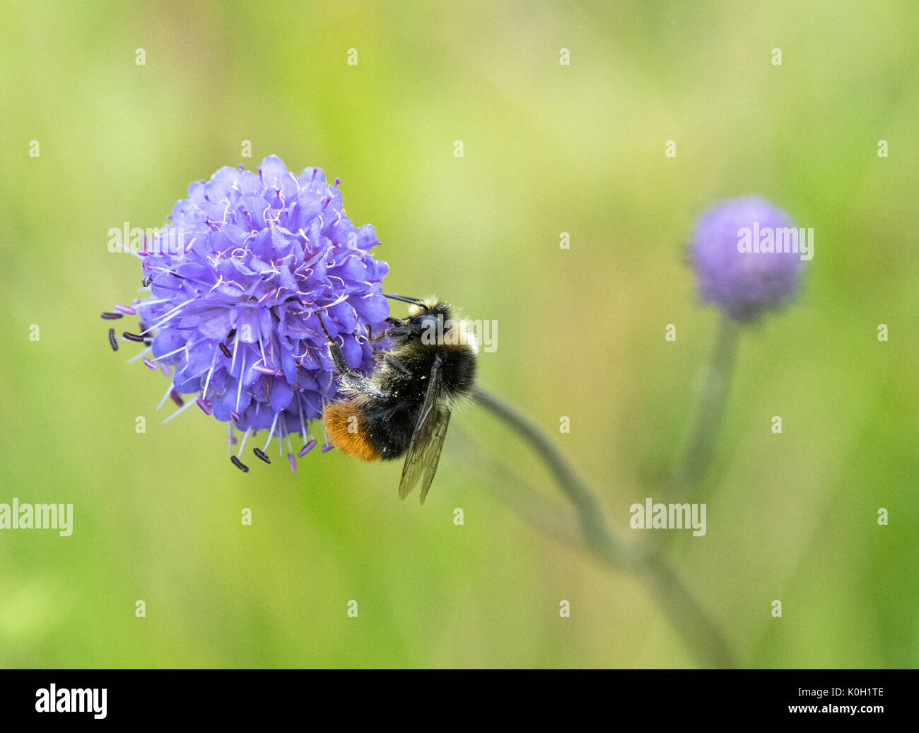 Bumble Bee necta raccolta da un diavolo Bit Scabious fiore. Foto Stock