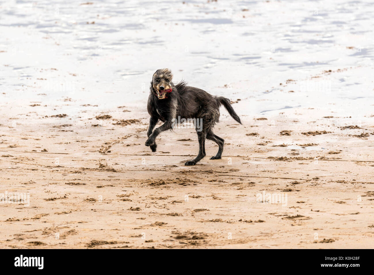 Chi lascia i cani! Cani sulla spiaggia che esercitano, giocando, correre, saltare e scorazzare sulla bellissima giornata estiva su uno di Devon's finest beach. Foto Stock