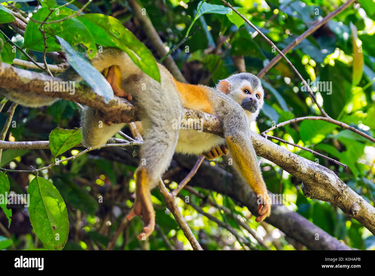 Scimmia di scoiattolo in una filiale in Costa Rica Foto Stock