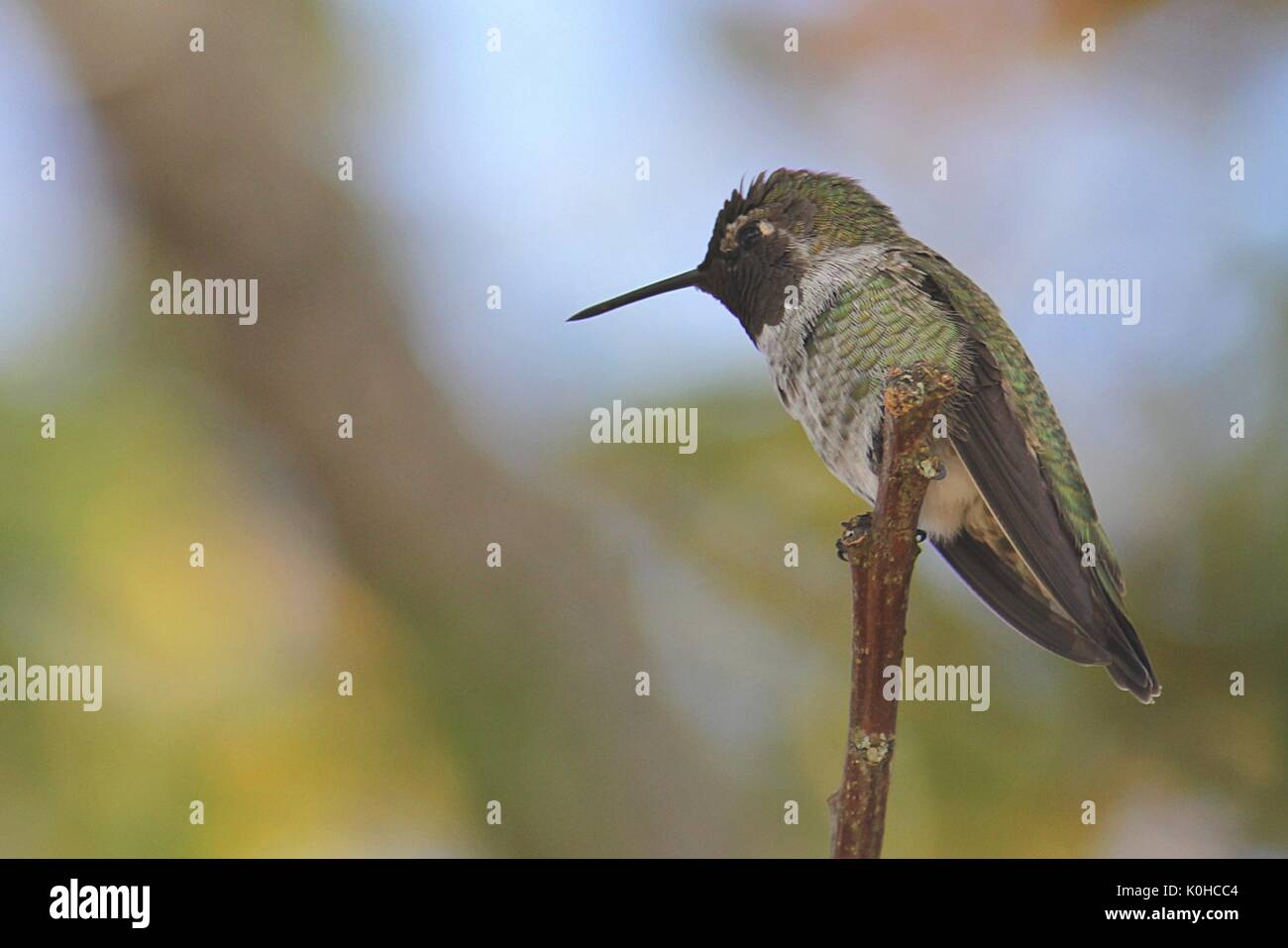 Anna's Hummingbird appollaiato su un ramo di Nanaimo nella British Columbia Foto Stock