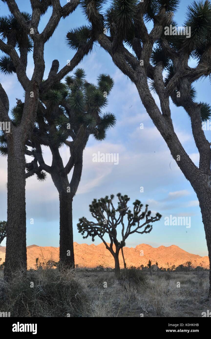 Ritorto e setole alberi di Joshua, Stark paesaggio secco e aspre formazioni rocciose del parco nazionale di Joshua tree nel sud della California, Stati Uniti d'America. Foto Stock