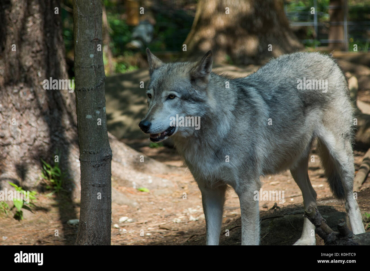 Lupo grigio curato a adirondack wildlife centro natura in Wilmington new york Foto Stock