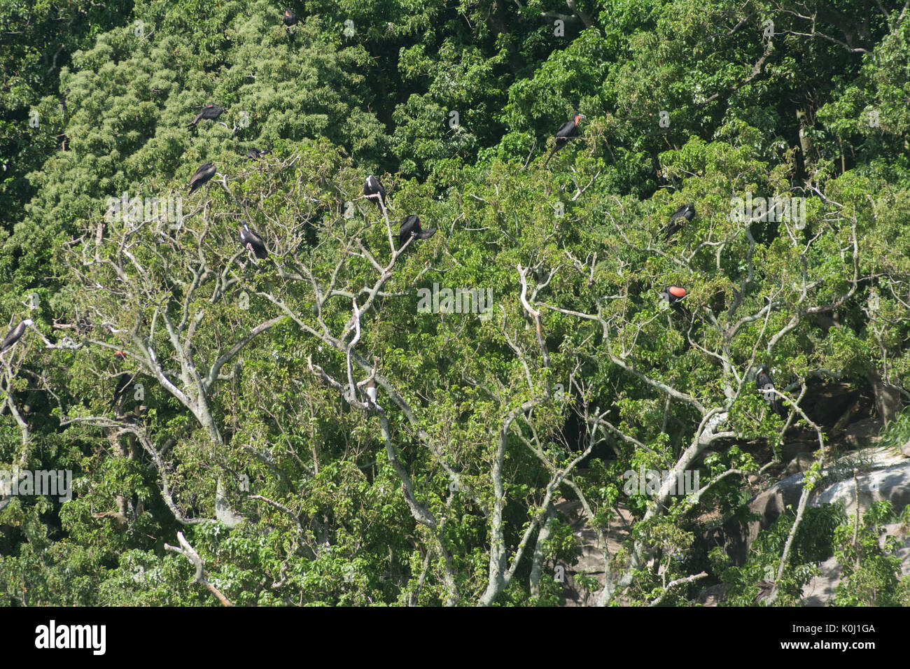 Uccelli di mare ad alberi su "Ilha da Queimada Grande' isola, Sao Paulo membro a riva, Brasile Foto Stock