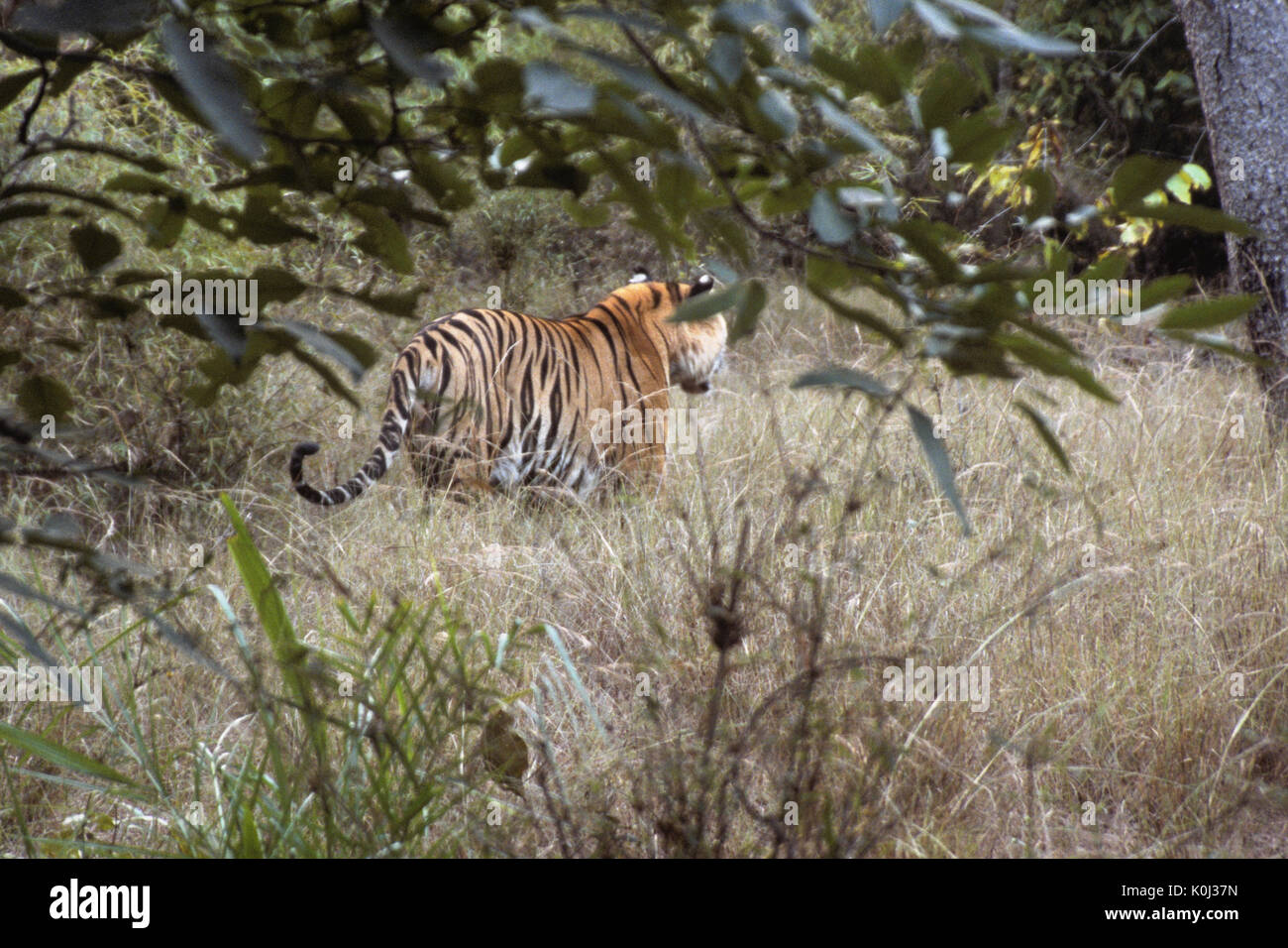 Tigre del Bengala in foresta, Bandhavgarh National Park, Madhya Pradesh, India Foto Stock