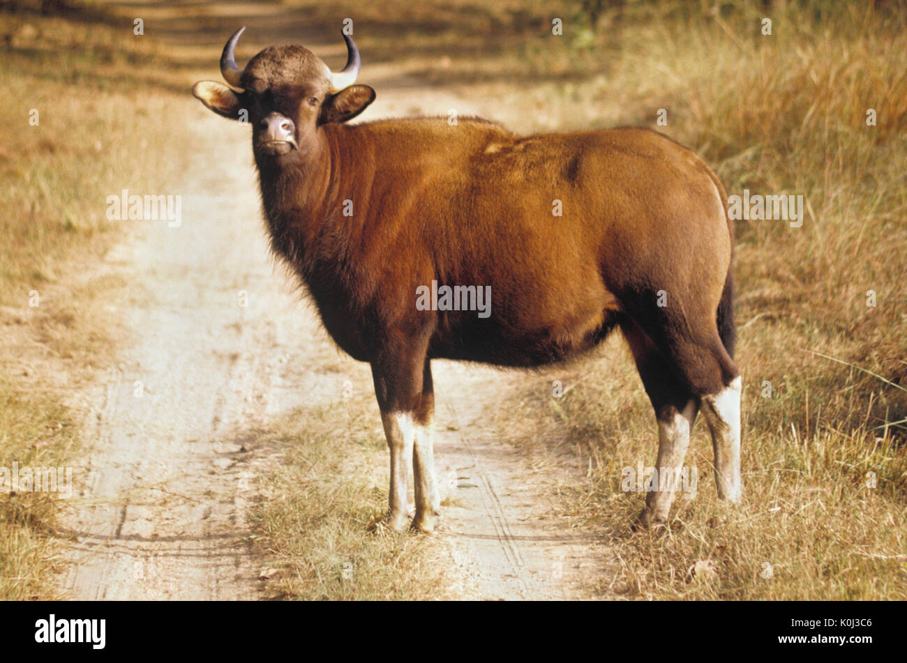 Gaur (Indiano wild ox), il Parco Nazionale di Kanha, Madhya Pradesh, India Foto Stock
