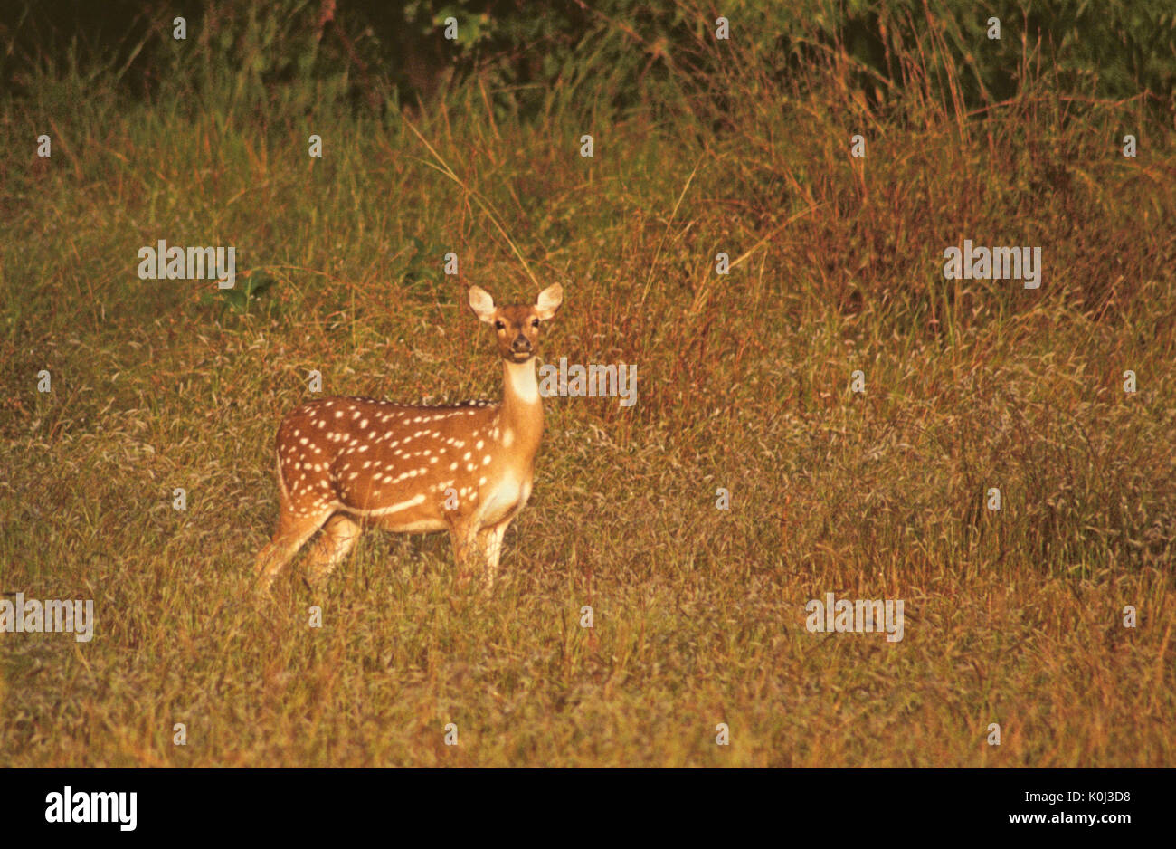 Chital (avvistato cervi asse o i cervi), il Parco Nazionale di Kanha, Madhya Pradesh, India Foto Stock