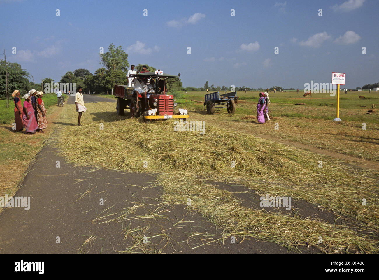 Gli agricoltori che utilizzano veicoli di passaggio per trebbiare il riso sulla carreggiata, Tamil Nadu, India Foto Stock