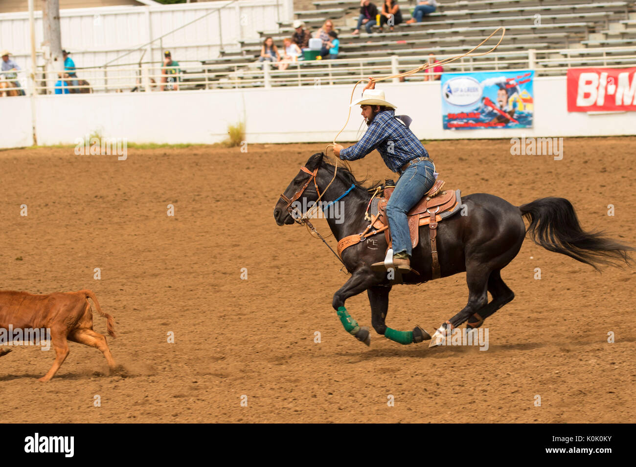 Calf roping, San Paolo Junior Rodeo, San Paolo, Oregon Foto Stock