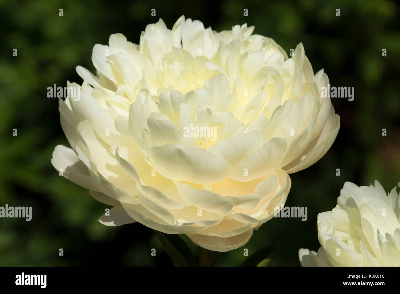 Estate glow peonia, Adelman Peonia giardino, Brooks, Oregon Foto Stock