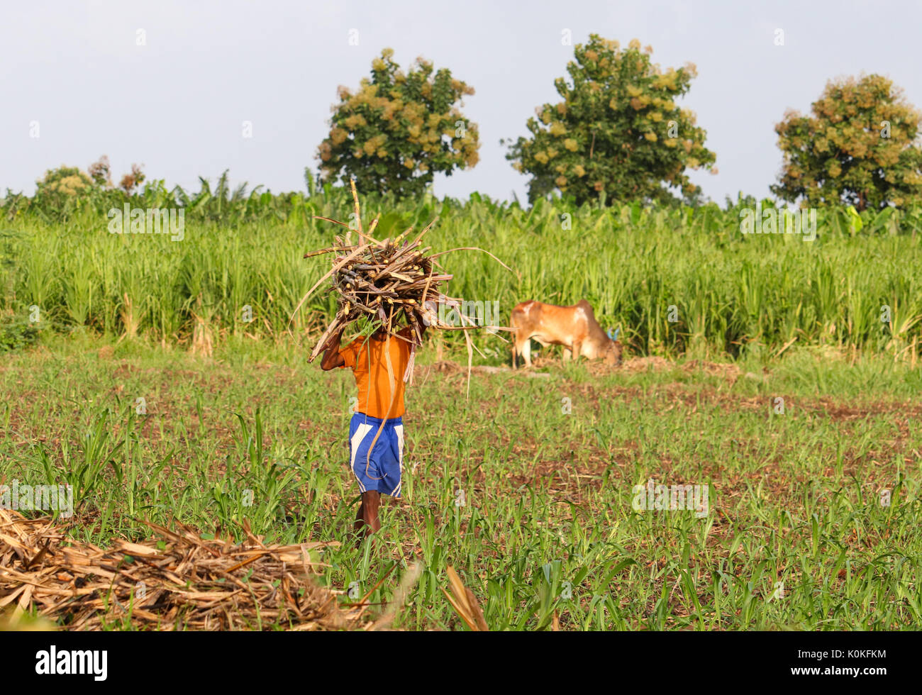 L'agricoltore indiano che trasportano la canna da zucchero per la sua testa in una canna da zucchero campo nei pressi di Hampi, Karnataka, India. Foto Stock