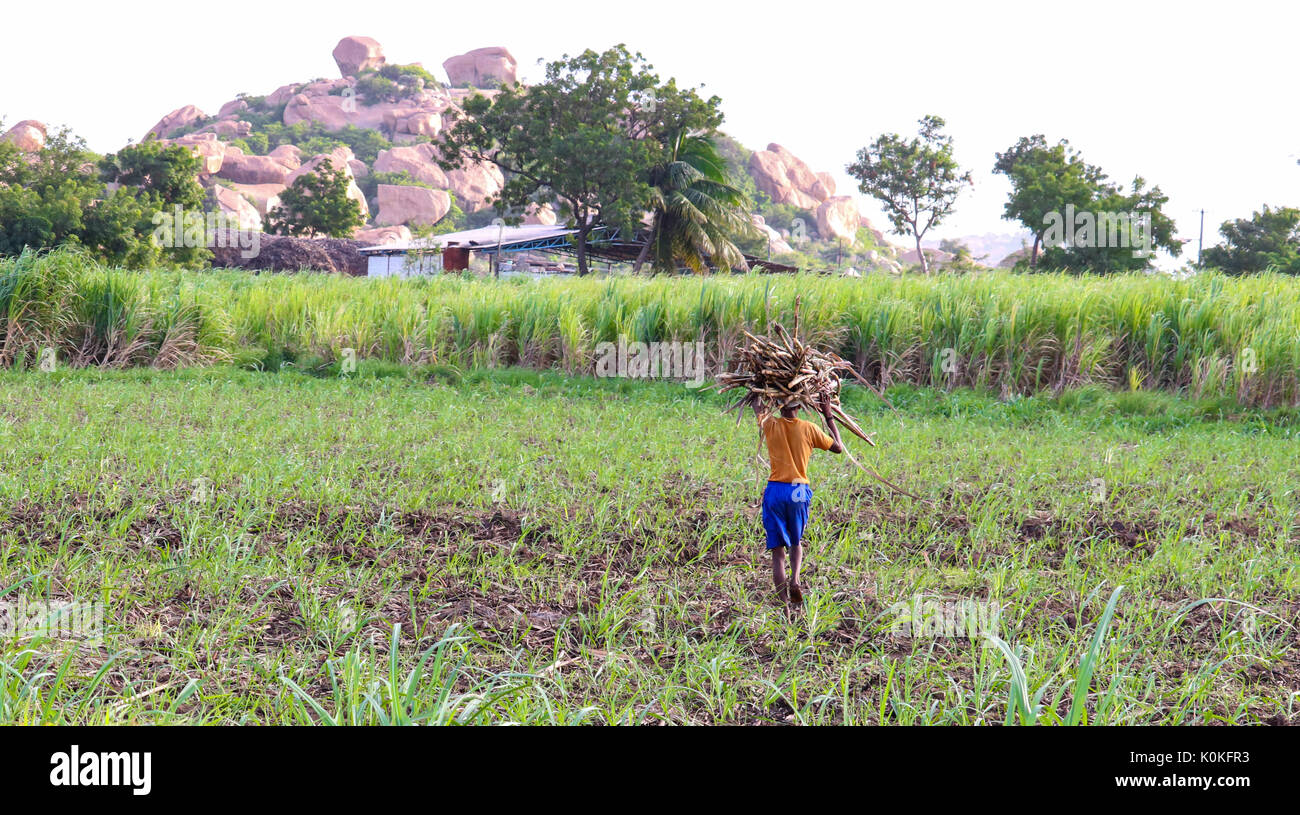 L'agricoltore indiano che trasportano la canna da zucchero per la sua testa in una canna da zucchero campo nei pressi di Hampi, Karnataka, India. Foto Stock