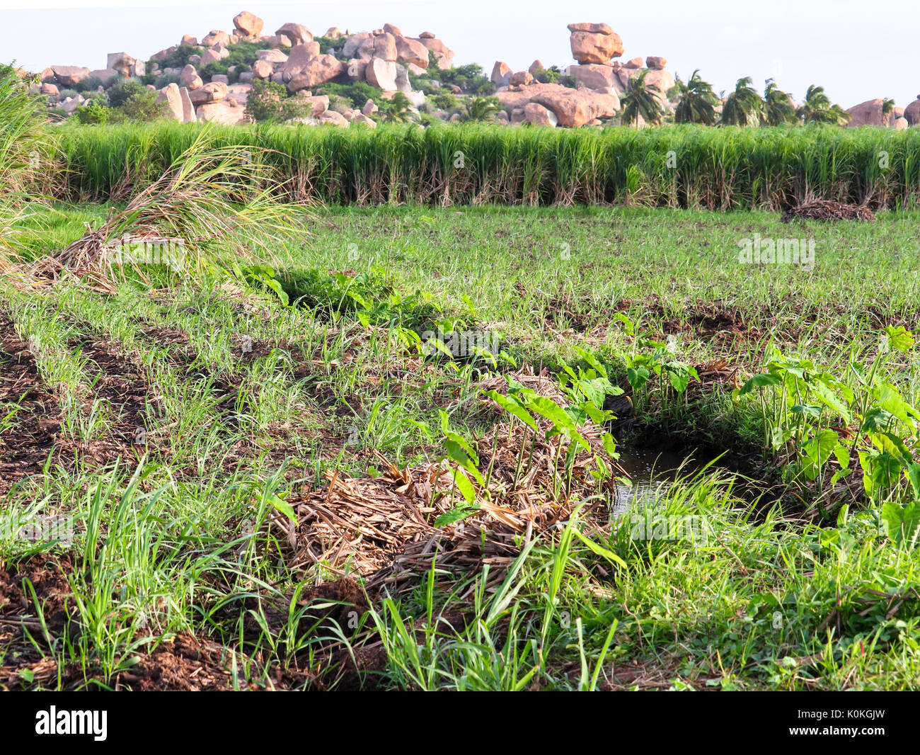 Tipica indiana campo di coltivazione Foto Stock