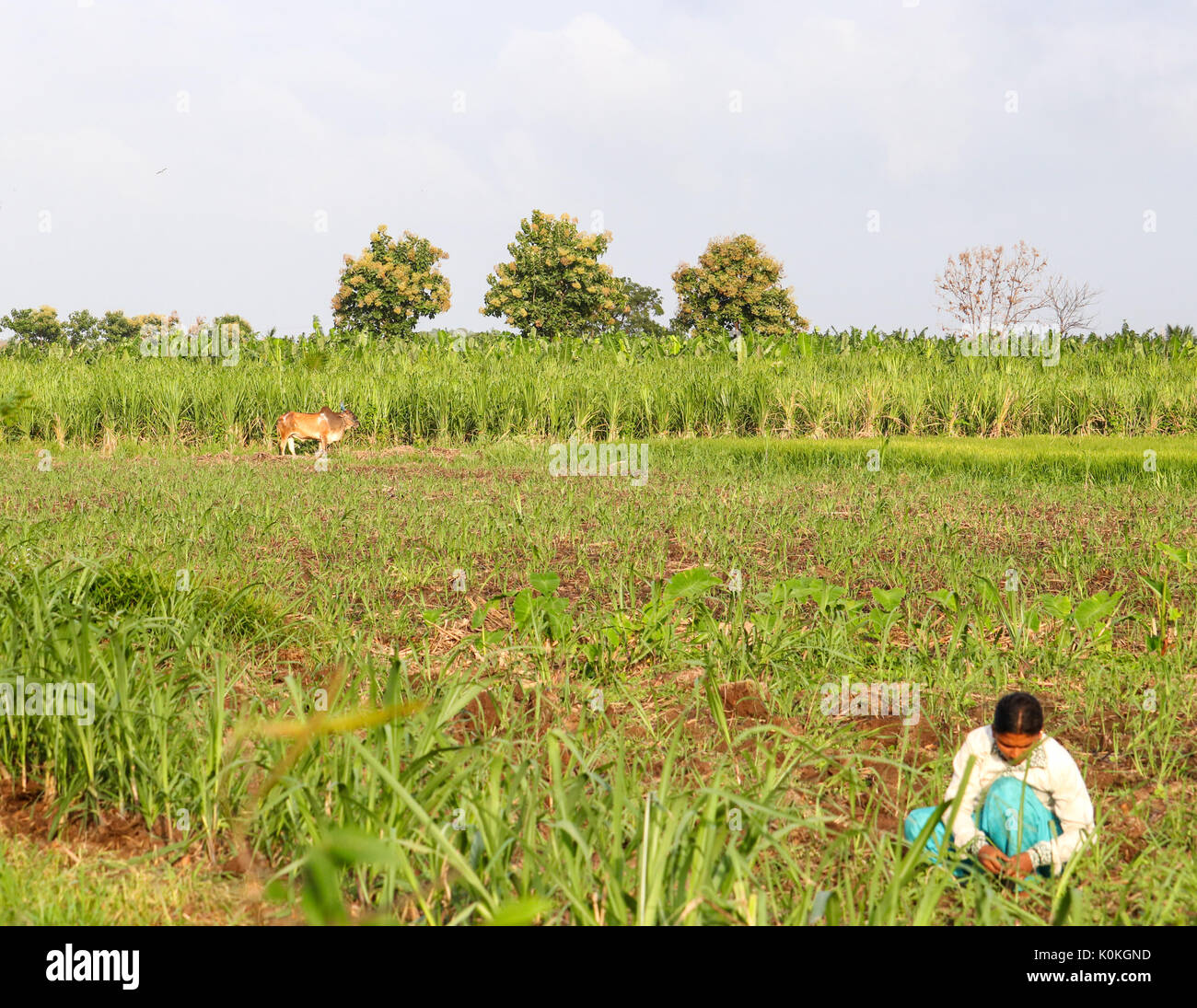 Donna indiana che lavora in campo agricolo nei pressi di Hampi, Karnataka, India Foto Stock