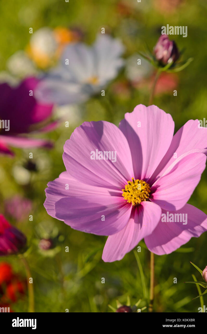 Giardino cosmo (cosmos bipinnatus) Foto Stock