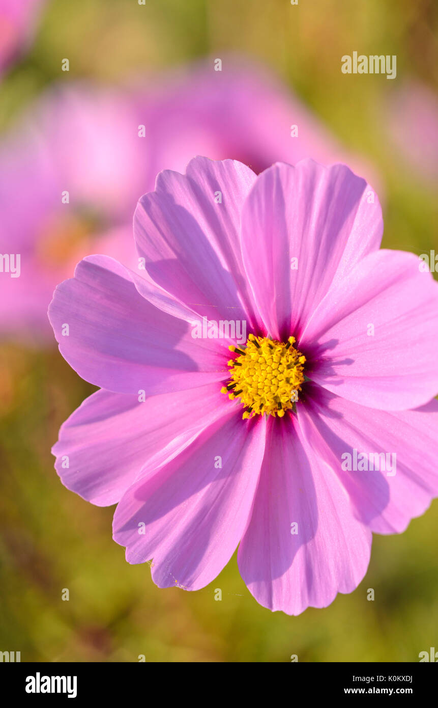 Giardino cosmo (cosmos bipinnatus) Foto Stock