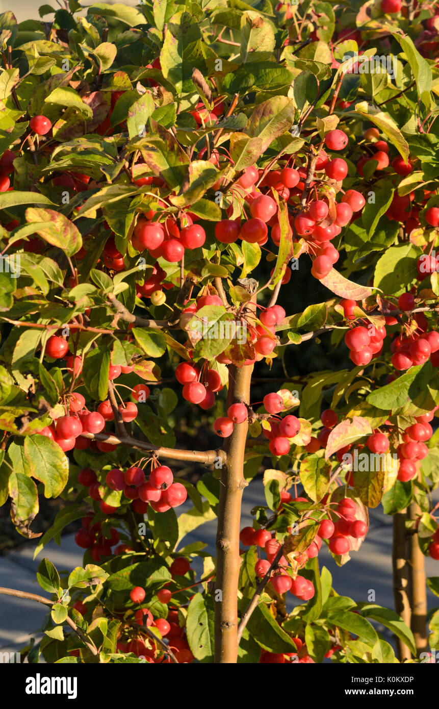 Crab Apple (malus x robusta 'red sentinel') Foto Stock