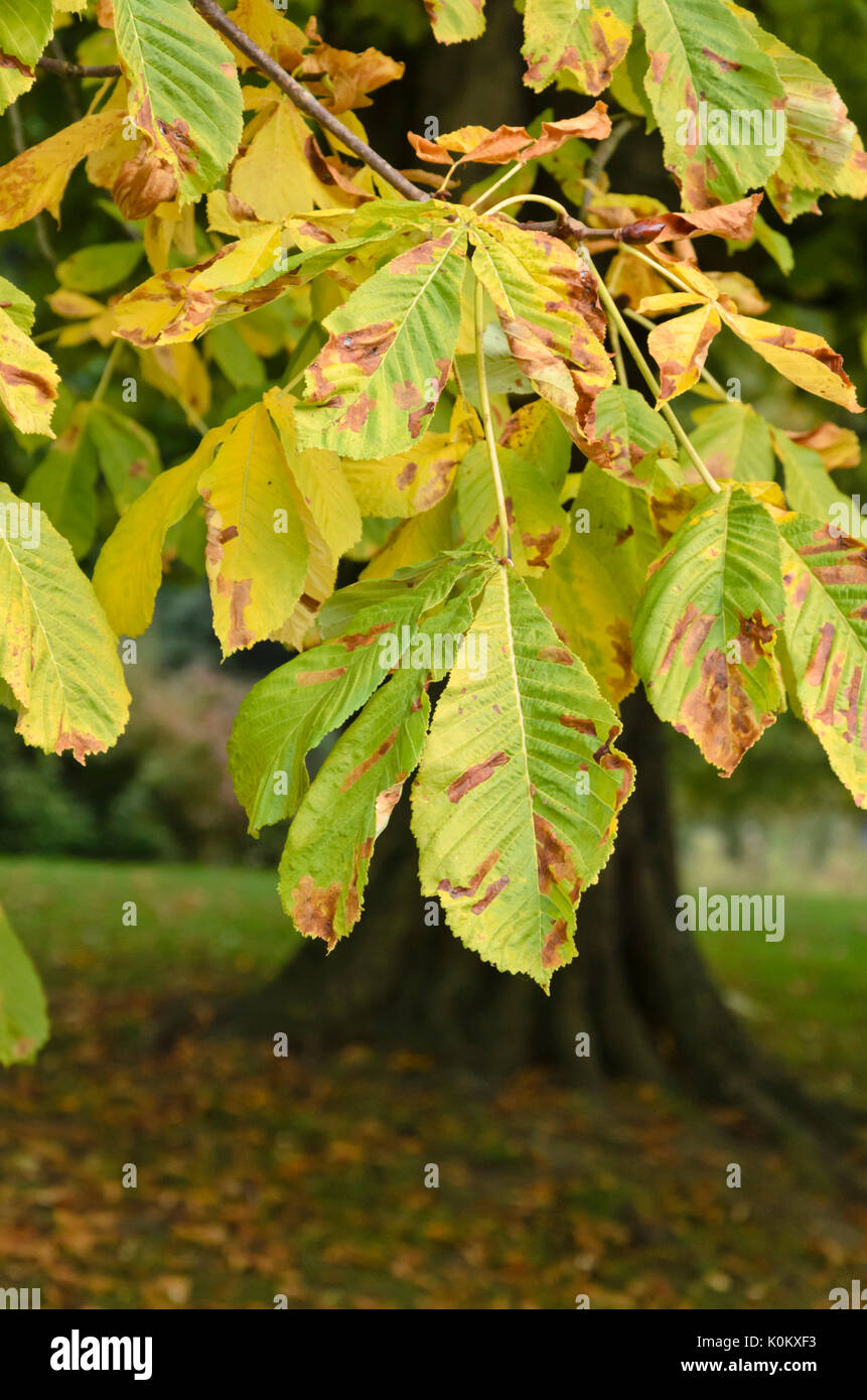Comune di ippocastano (Aesculus hippocastanum) e ippocastano leaf miner (cameraria ohridella) Foto Stock