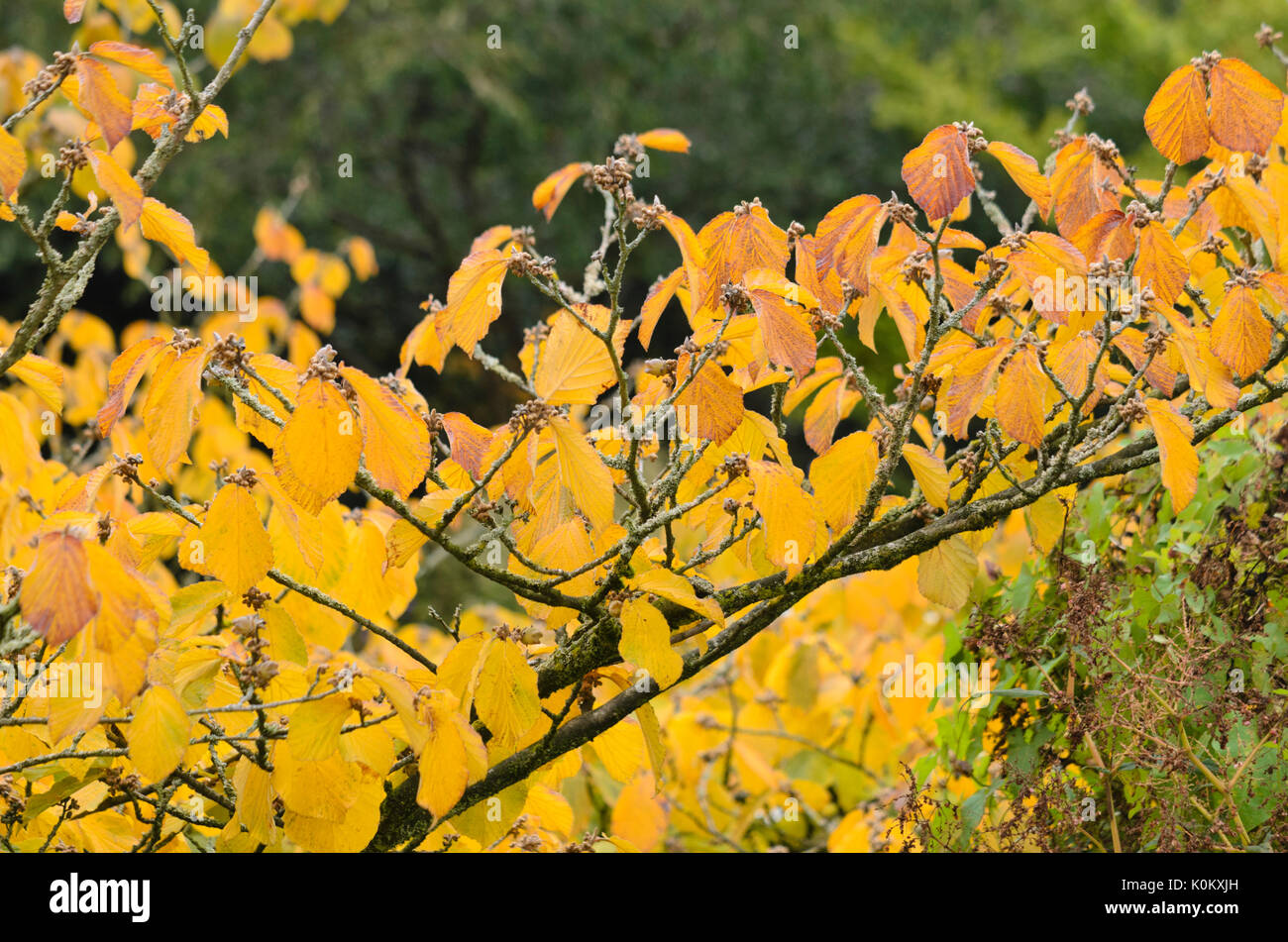 Amamelide (hamamelis) Foto Stock