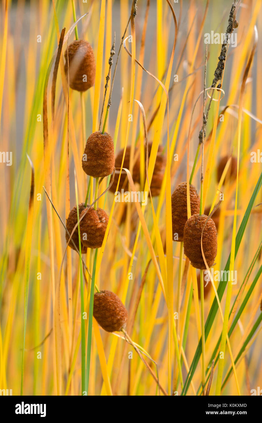 Grazioso tifa (Typha laxmannii) Foto Stock