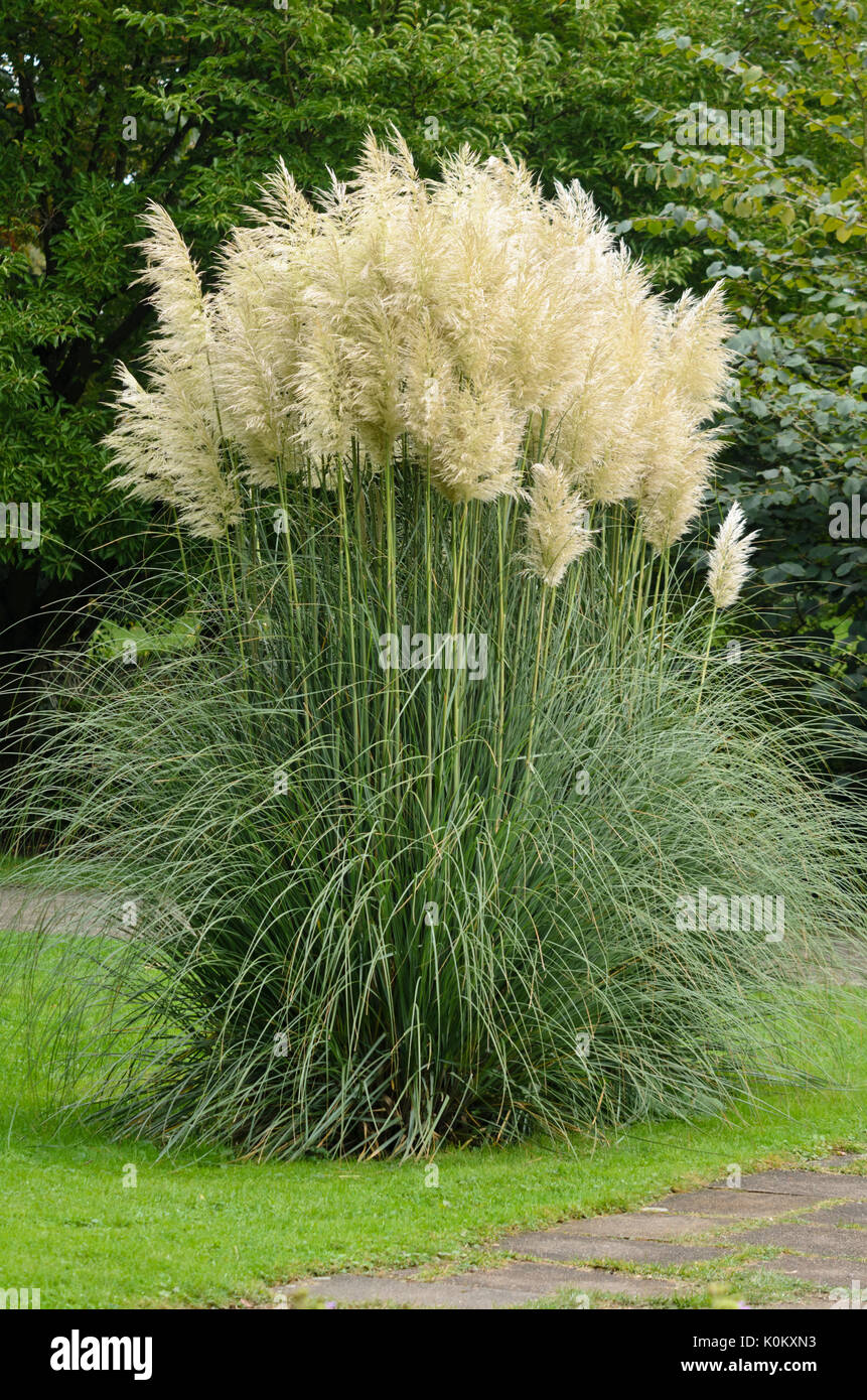 Pampa erba (cortaderia selloana) Foto Stock