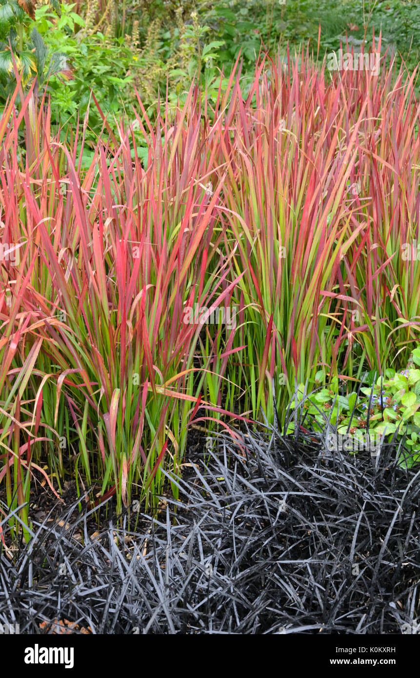 Giapponese di erba di sangue (imperata cylindrica 'red barone' syn. imperata cylindrica 'rubra ") e nero mondo (ophiopogon planiscapus 'nigrescens') Foto Stock