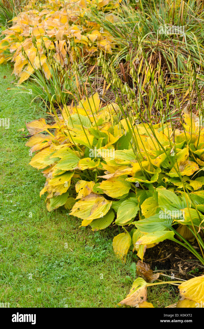 Piantaggine lily (hosta) Foto Stock