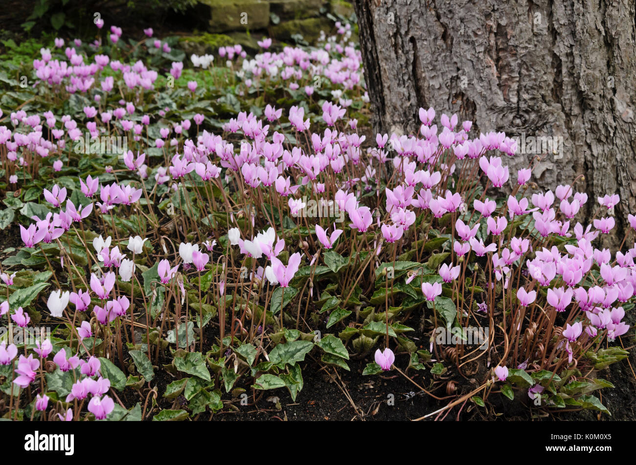 Edera-lasciava ciclamino (cyclamen hederifolium syn. cyclamen neapolitanum) Foto Stock