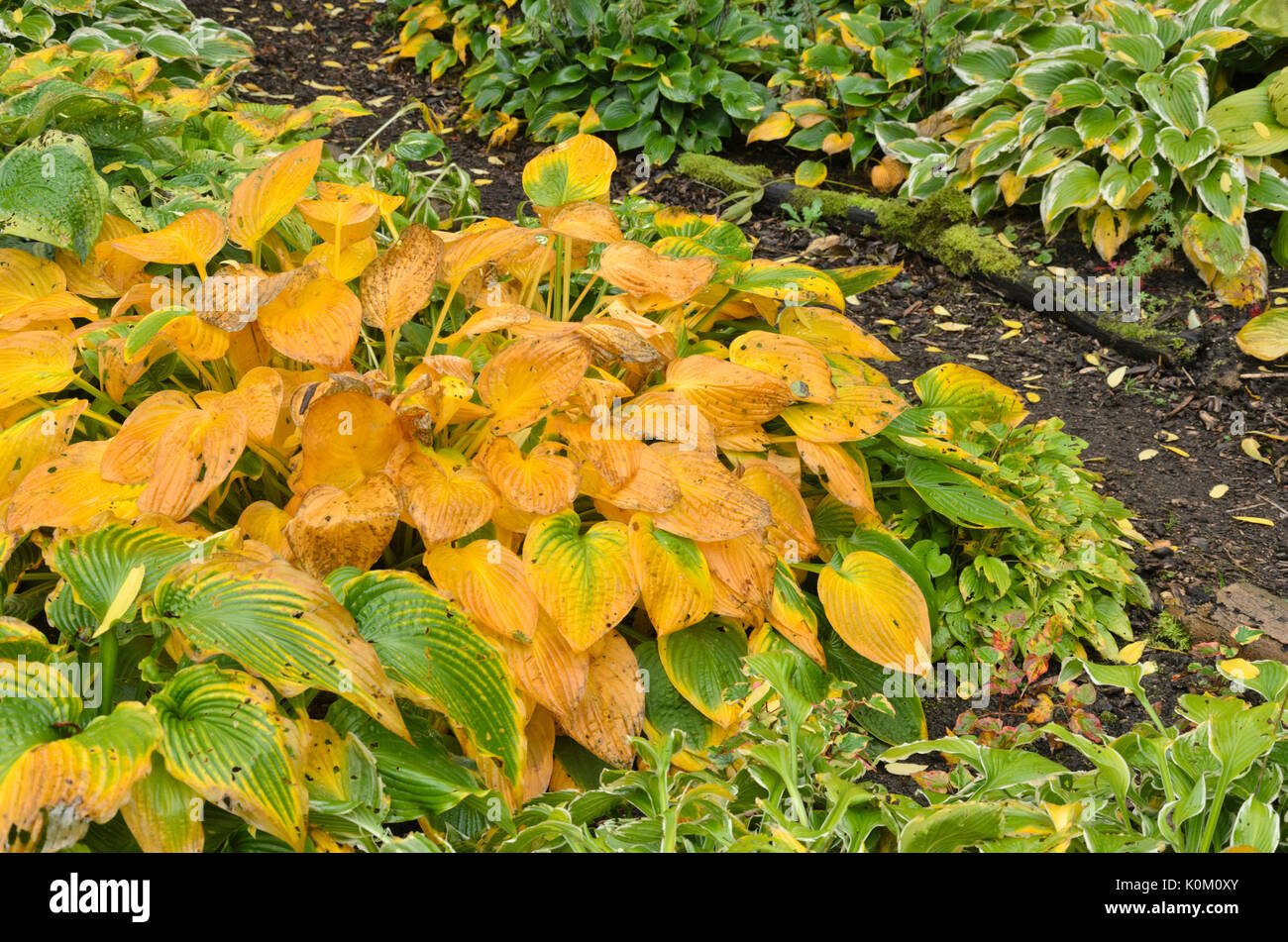 Piantaggine lily (hosta) Foto Stock