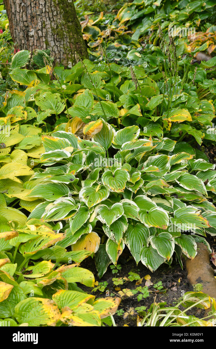 Piantaggine lily (hosta) Foto Stock