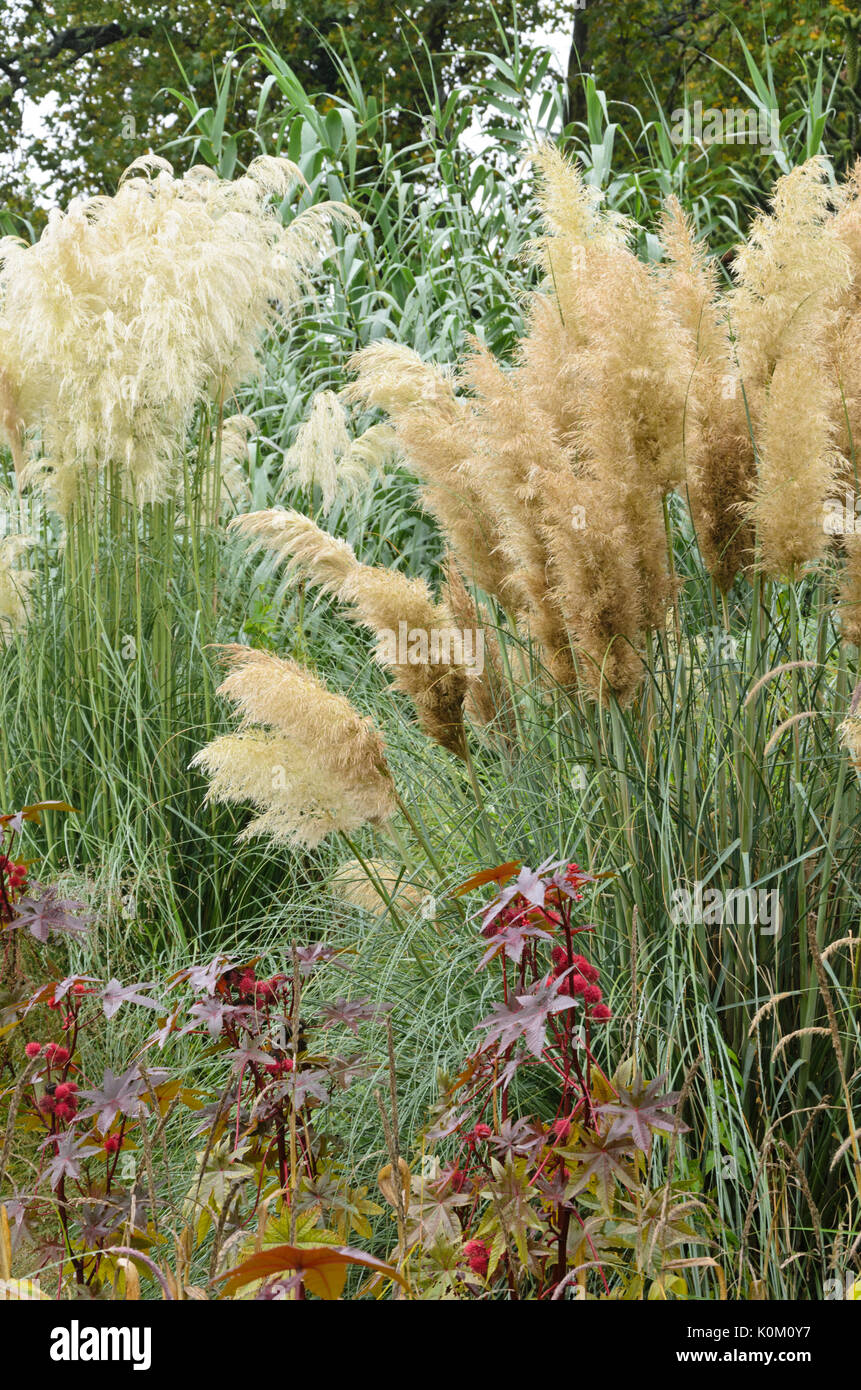 Pampa erba (cortaderia selloana) Foto Stock