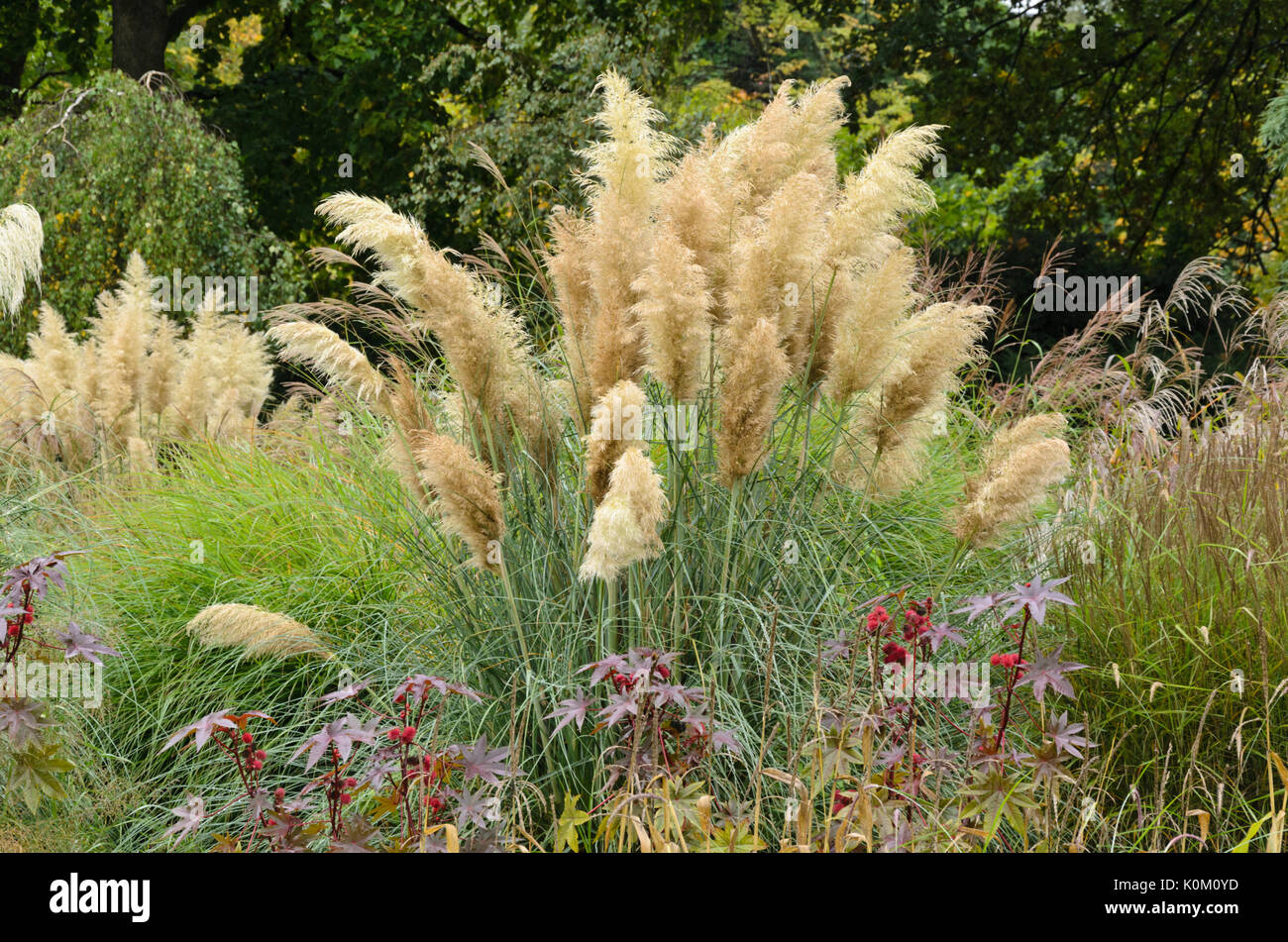 Pampa erba (cortaderia selloana) Foto Stock