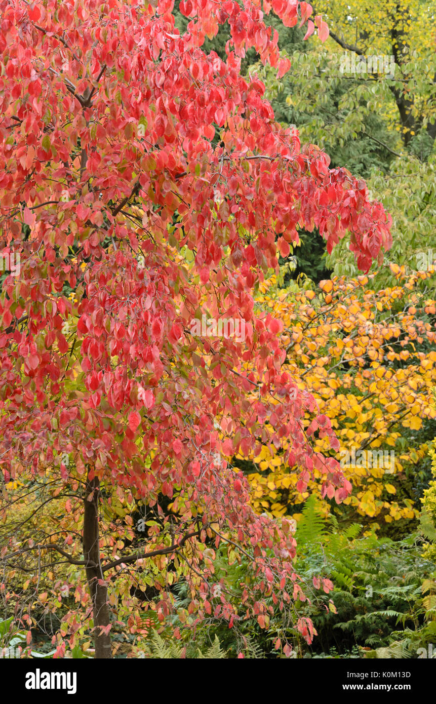 Fioritura orientale sanguinello (cornus florida " eddie white wonder') Foto Stock