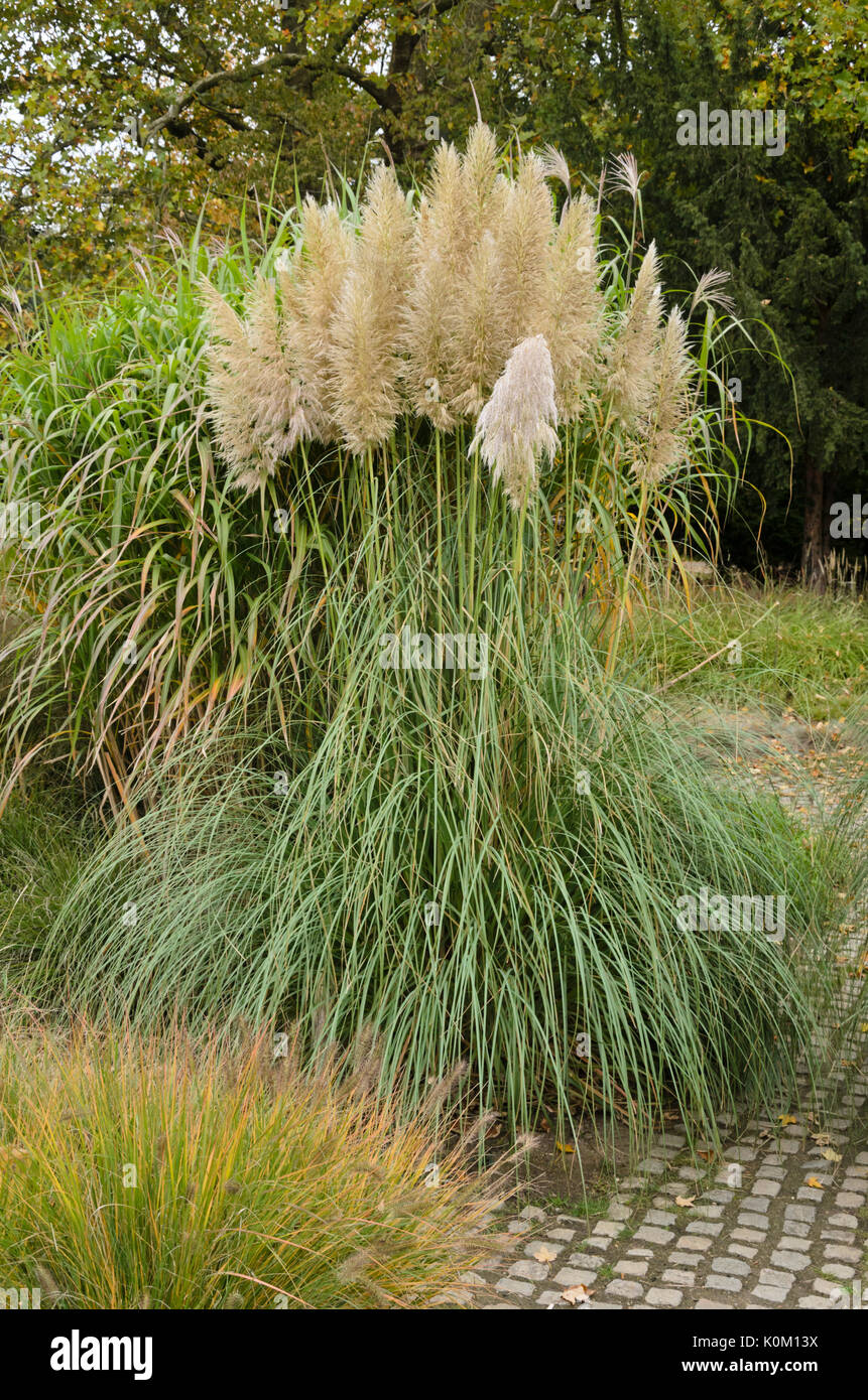 Pampa erba (cortaderia selloana) Foto Stock