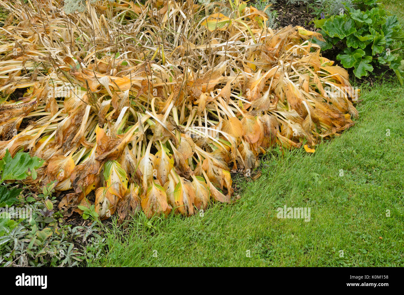 Piantaggine lily (hosta) Foto Stock
