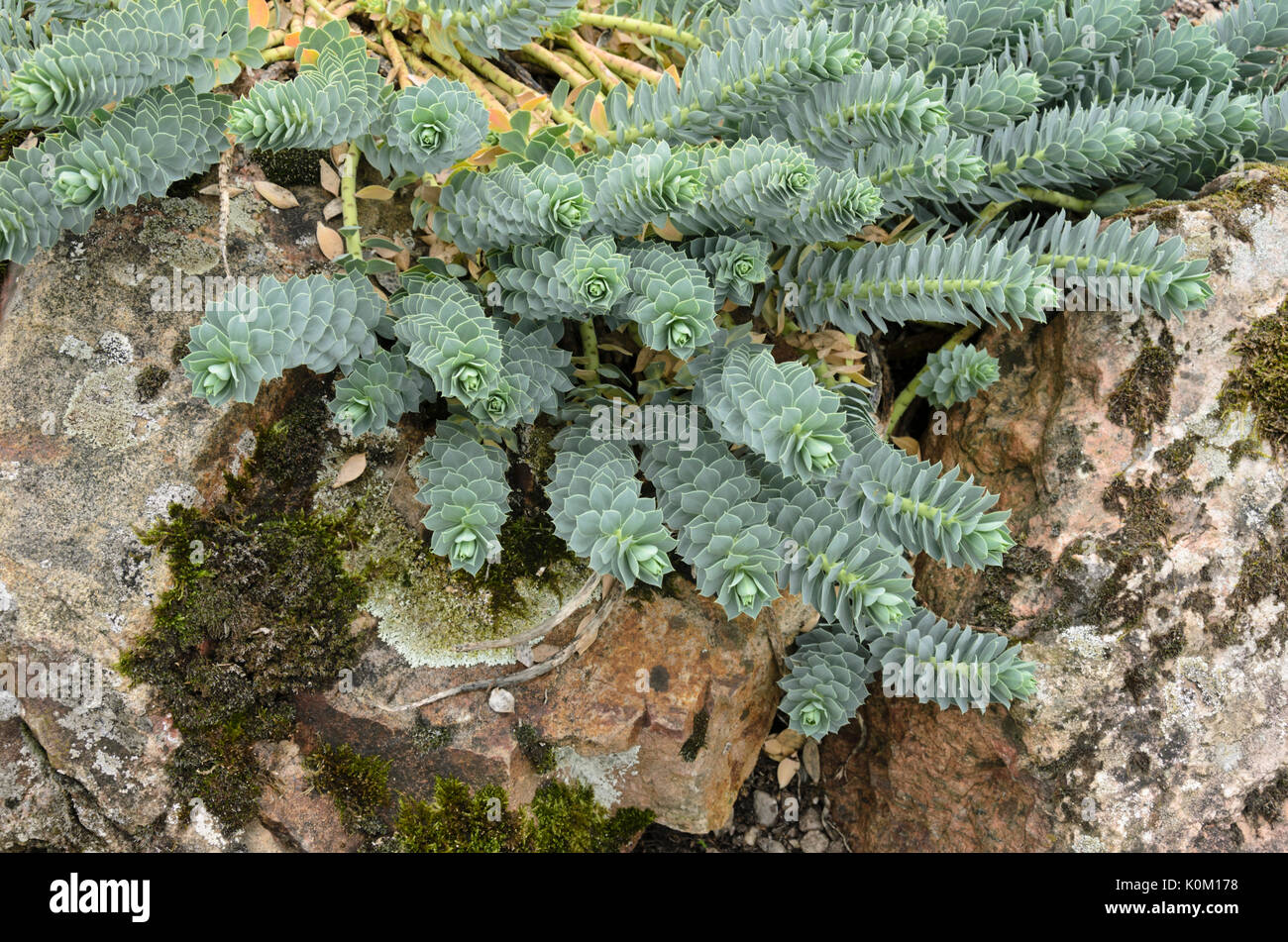 Blu (Euforbia euphorbia myrsinites) Foto Stock