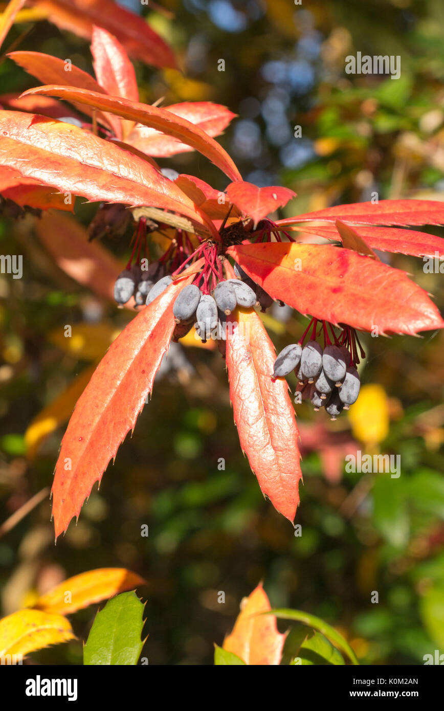 Wintergreen Crespino (berberis julianae) Foto Stock