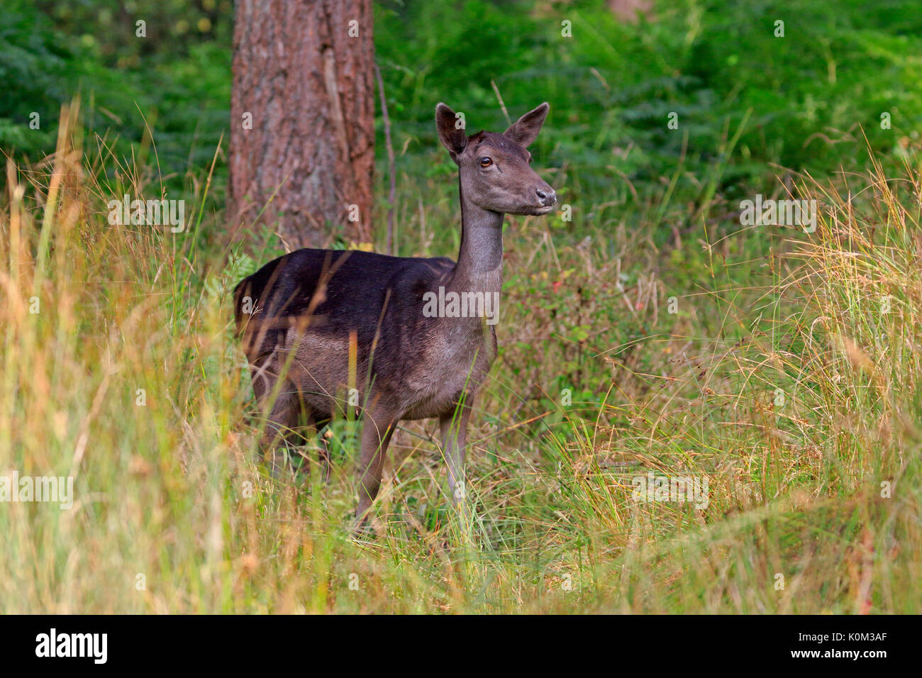 Dark Daino Foresta di Dean Foto Stock