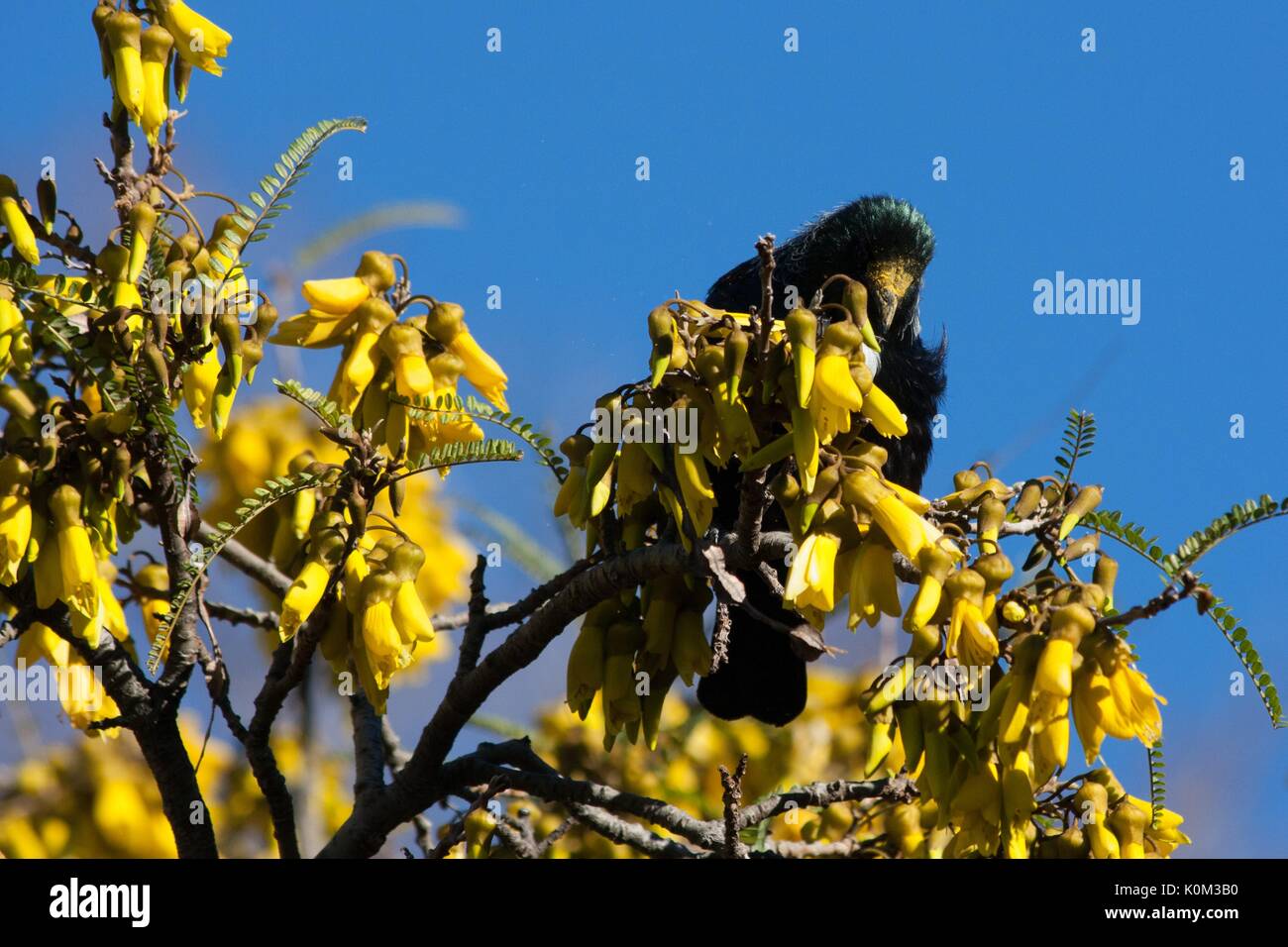 Tui (Prosthemadera novaeseelandiae) Foto Stock