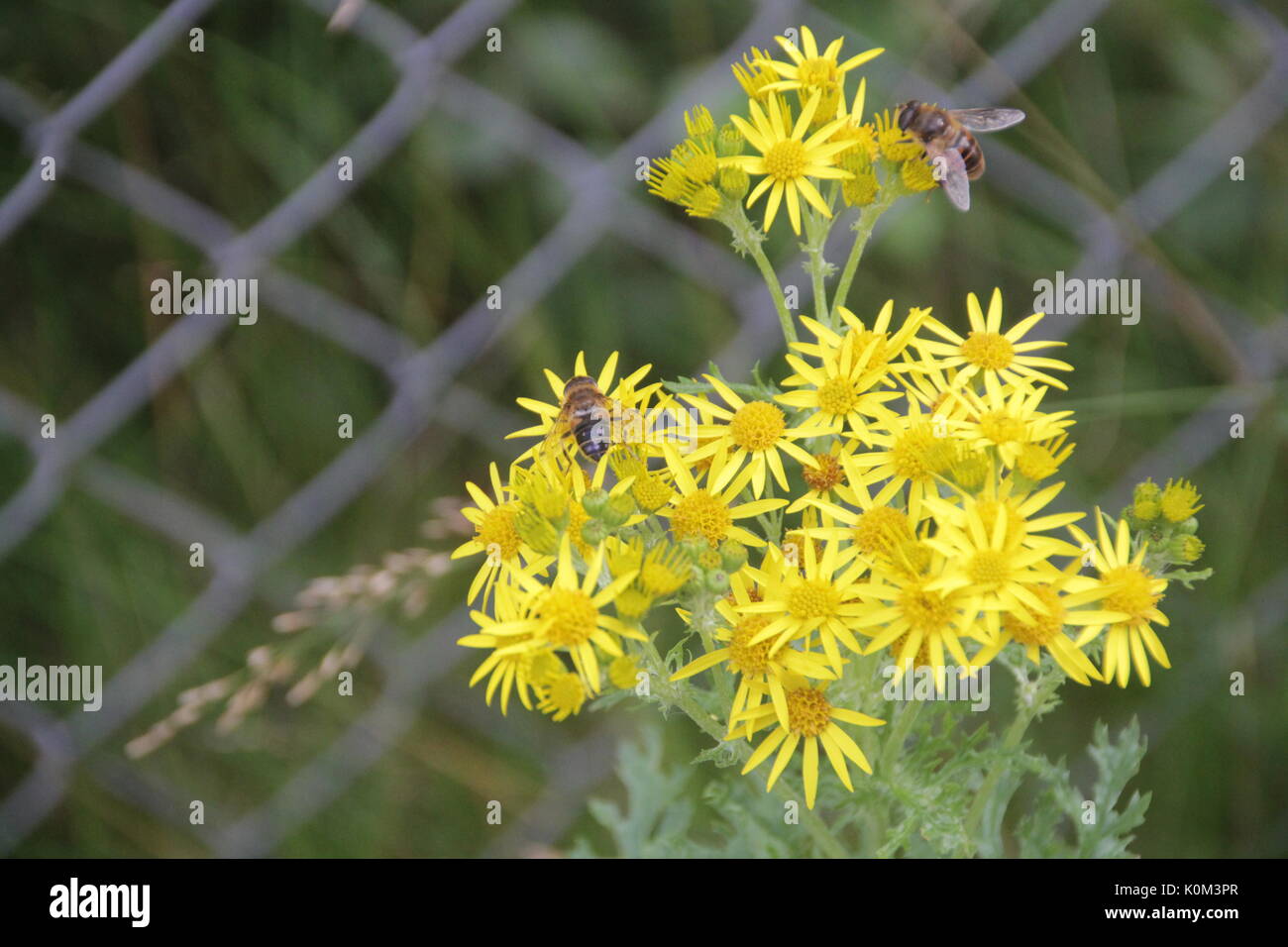 fiori Foto Stock