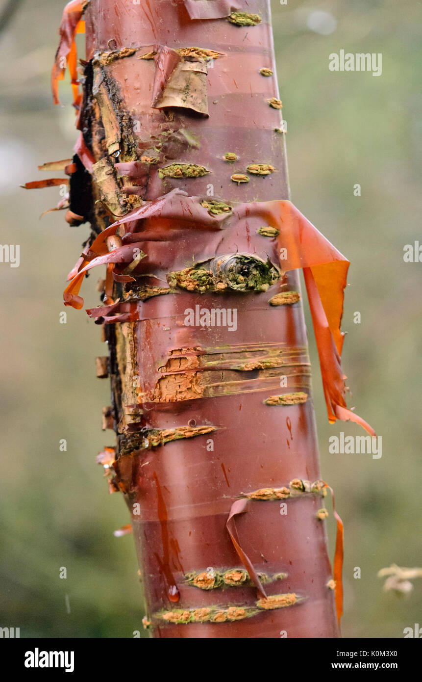 Paperbark ciliegio (Prunus serrula) Foto Stock