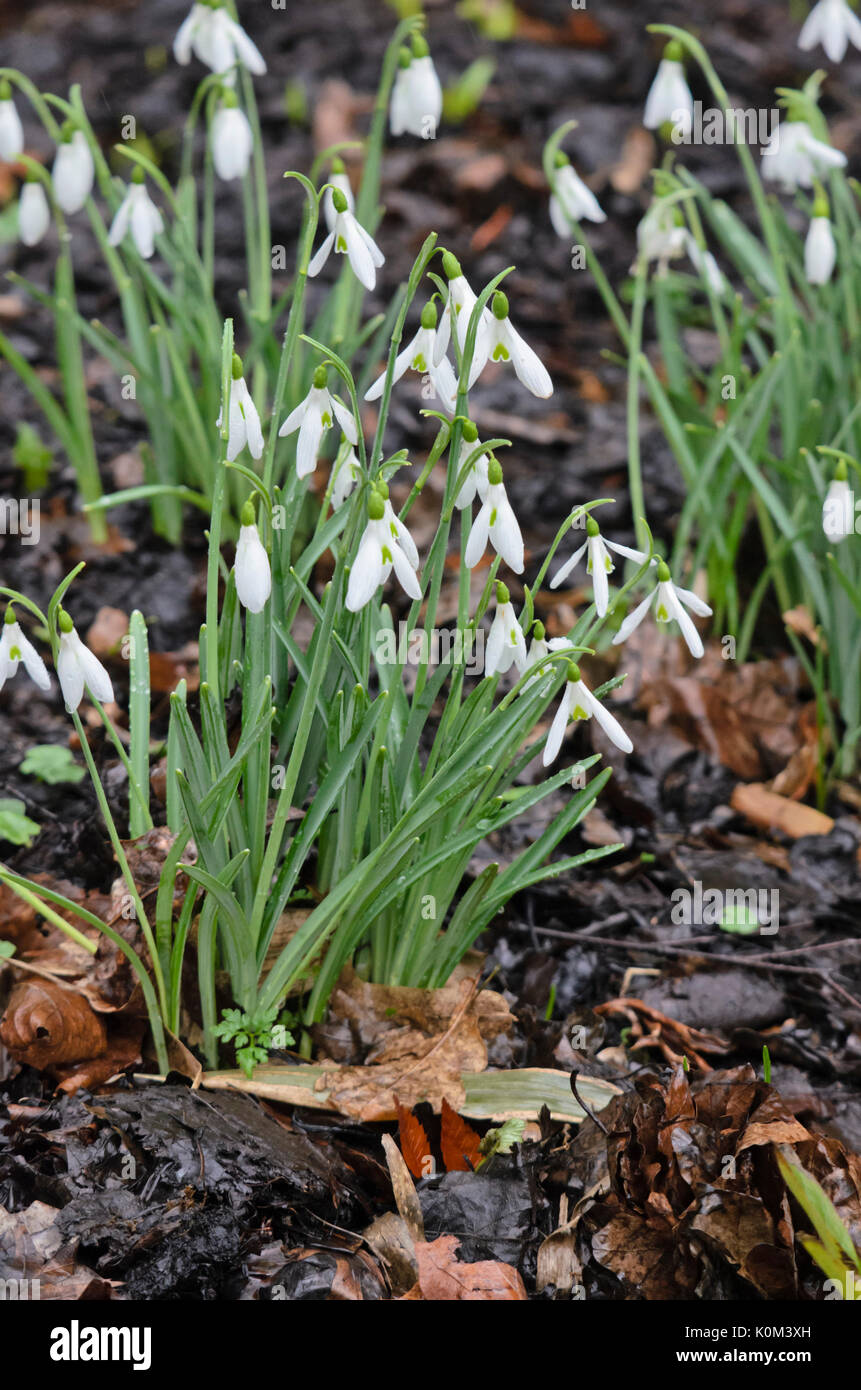 Snowdrop (galanthus atkinsii) Foto Stock