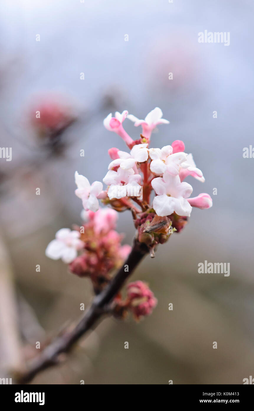 Fragranti viburnum (viburnum farreri) Foto Stock