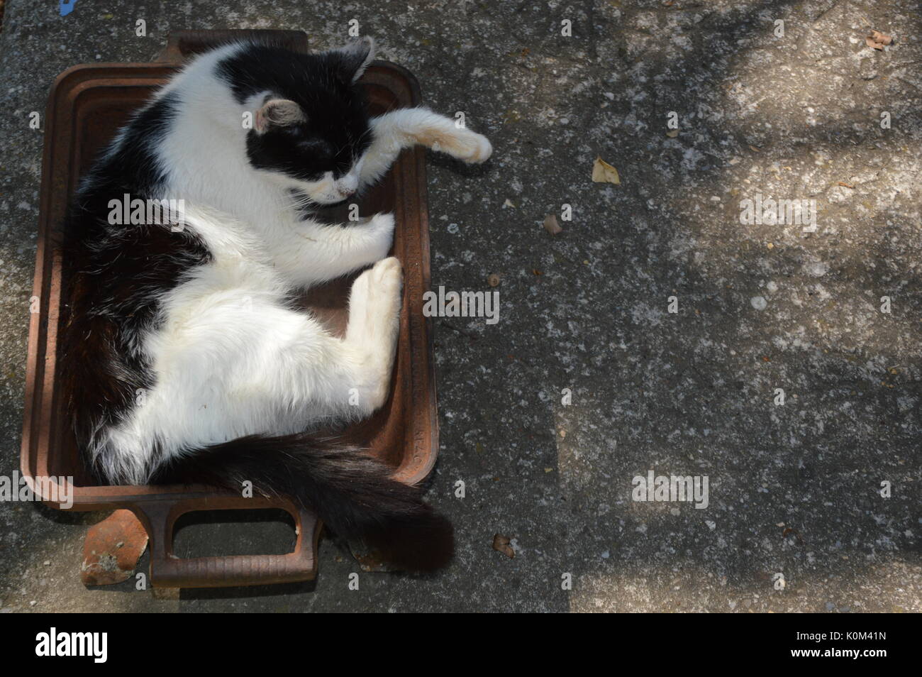 Un gatto di prendere un periodo di riposo Foto Stock