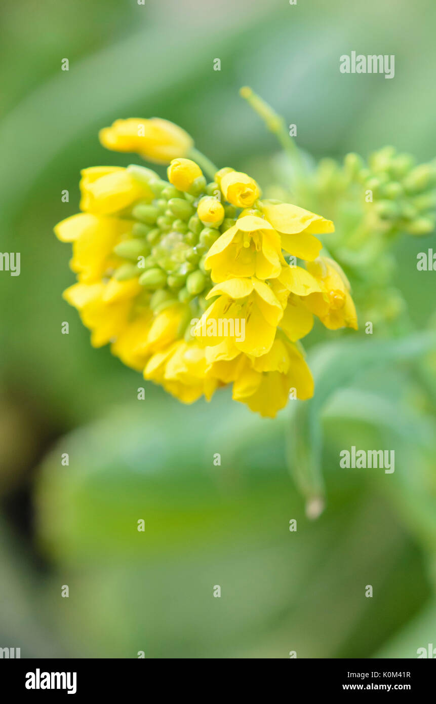 Cavolo cinese (Brassica rapa subsp. pekinensis) Foto Stock